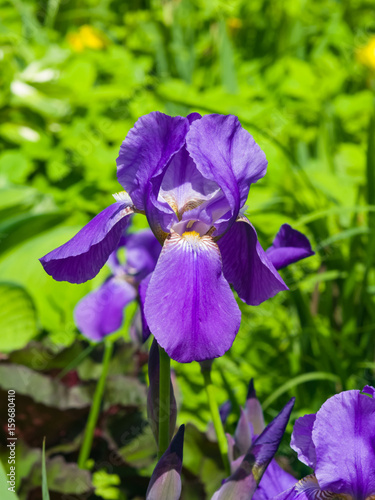 Iris Germanica, purple flower and bud on stem at flowerbed closeup, selective focus, shalow DOF