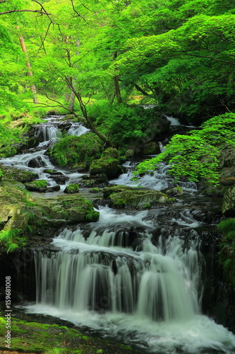 夏の小黒滝