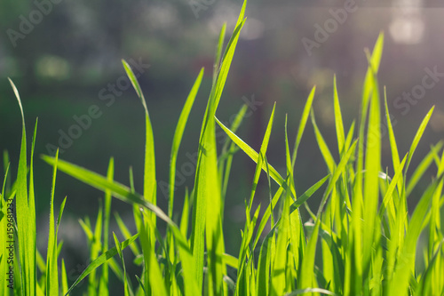 Wild meadow green grass background © dashtik
