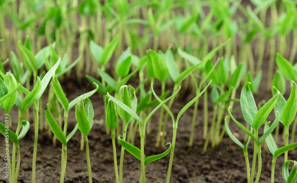 Pepper seedlings Pepper seedlings