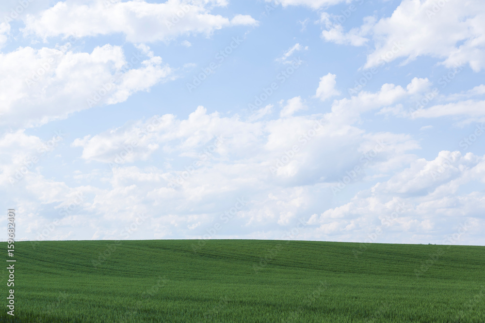 北海道　夏の麦畑　Hokkaido summer wheat field