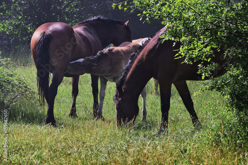 Several horses graze in the meadow and the foal is feeded from its mother © Algus