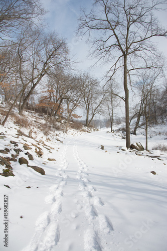 Snowy Path with Bare Trees © Jill