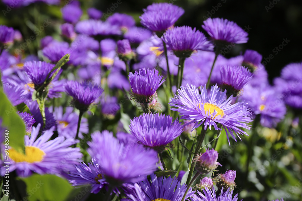 Violet flowers Violet flowers