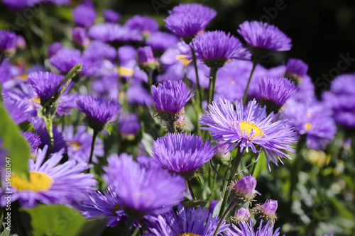 Violet flowers