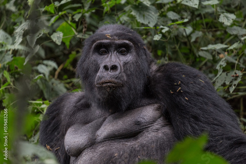 Close Up Portrait of Silverback Mountain Gorilla 3 © Nickolas