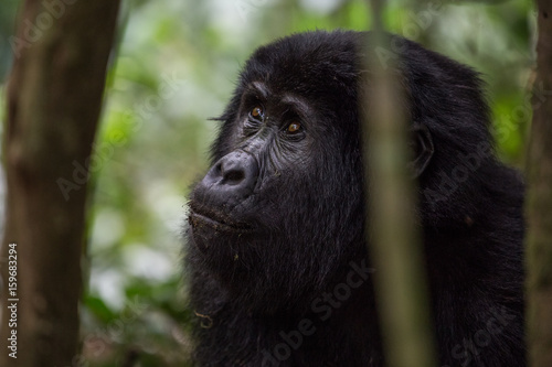 Close Up Portrait of Baby Mountain Gorilla 2 © Nickolas