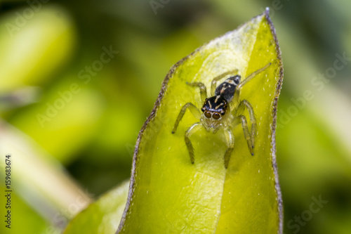 Tiny cute jumping spider on a leaf