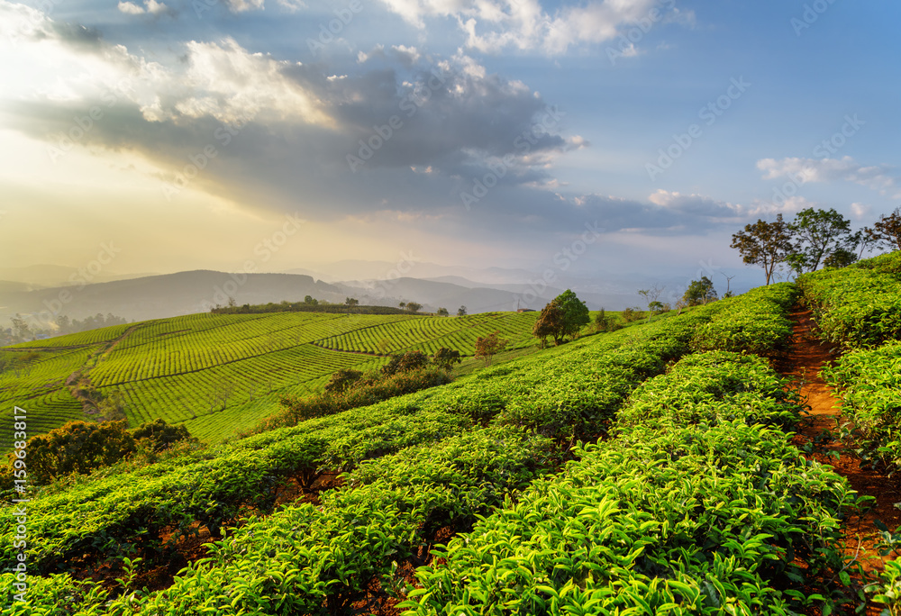 Scenic rows of young bright green tea bushes at sunset