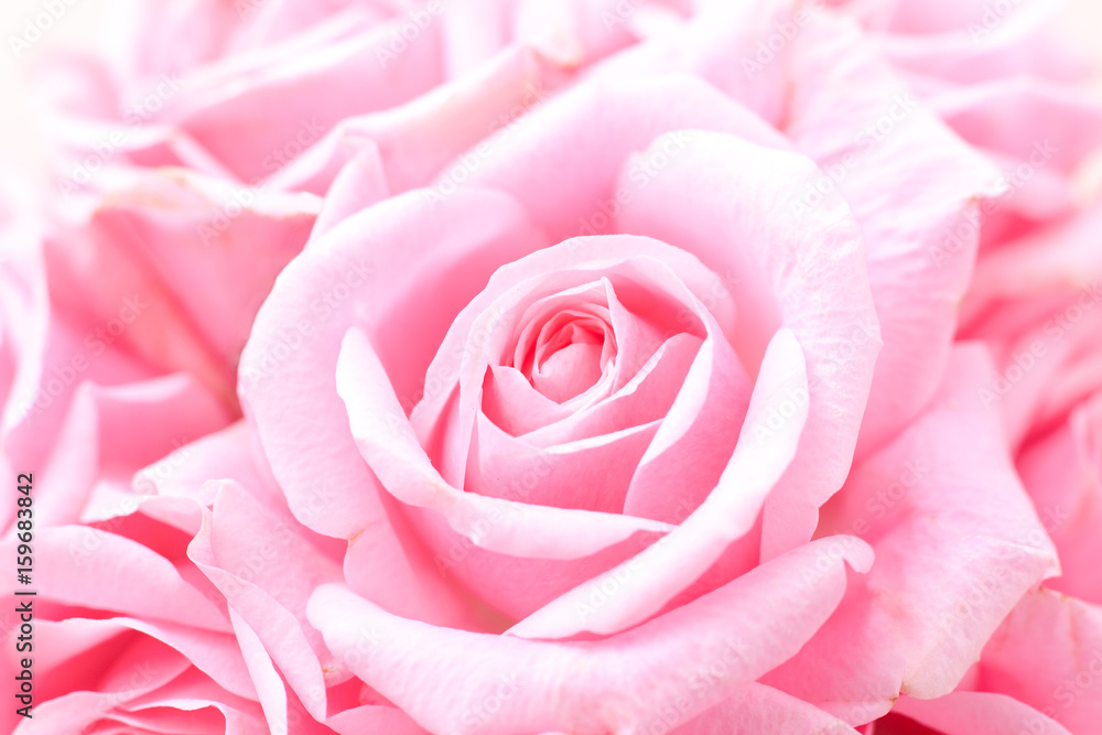 ピンクの薔薇 ピンクの薔薇