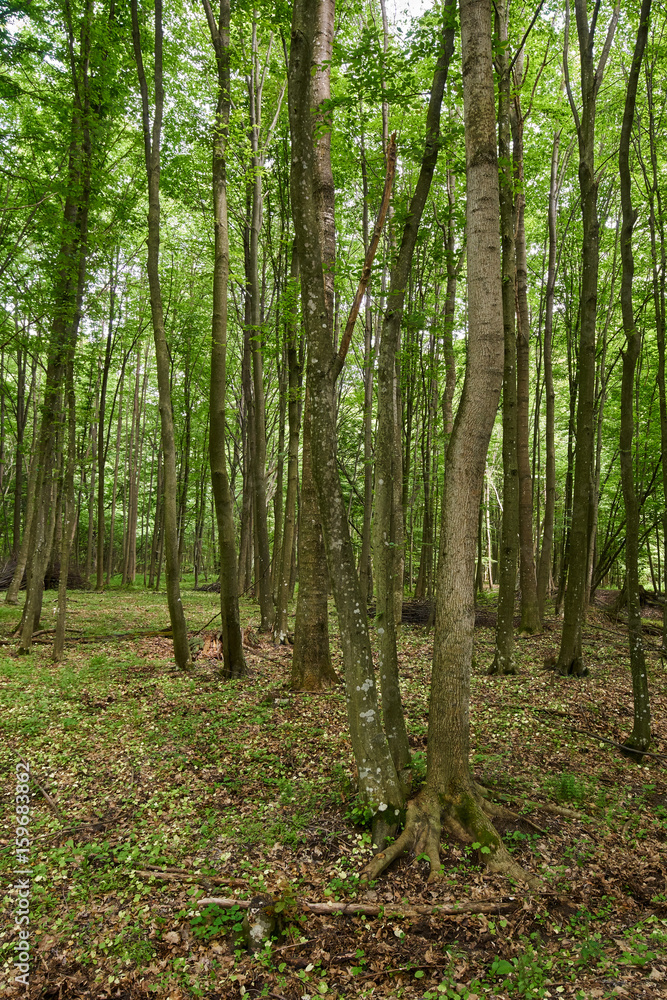 Deciduous forest in the summer