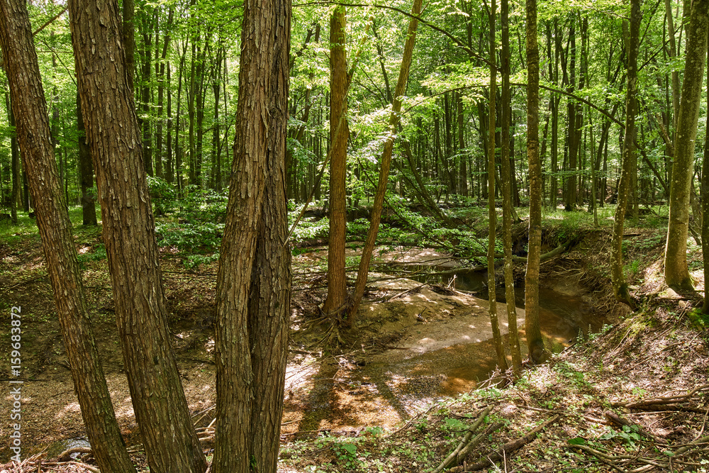 Fototapeta premium Deciduous forest in the summer