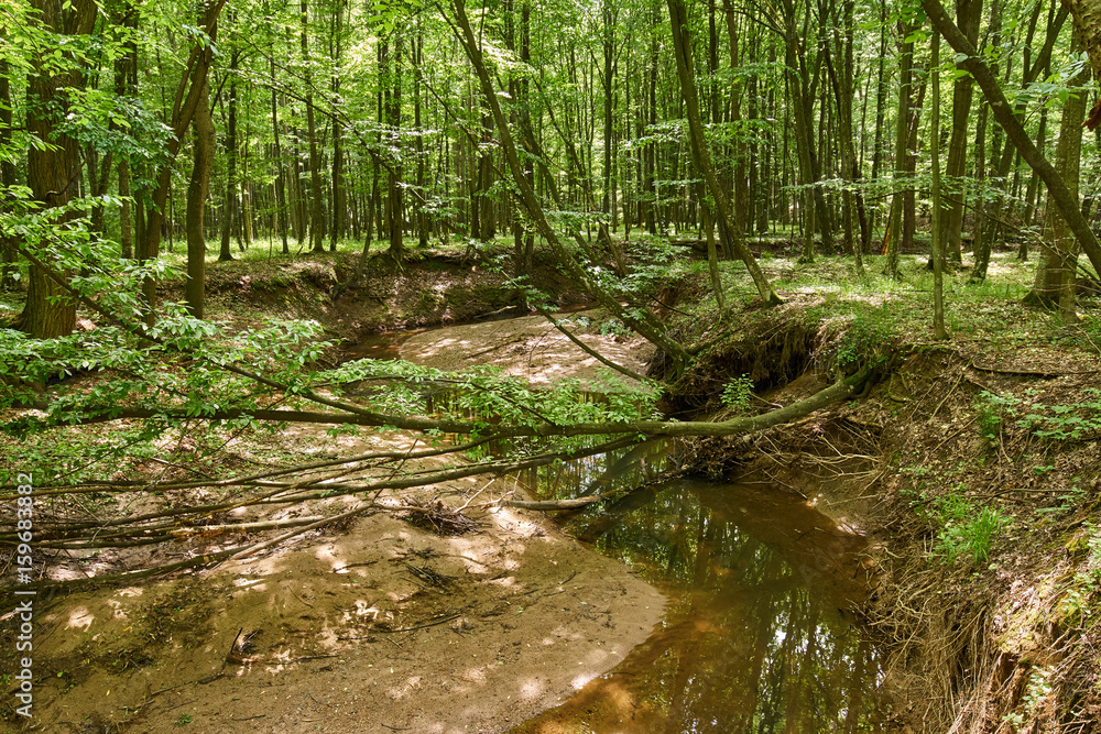 Deciduous forest in the summer Deciduous forest in the summer