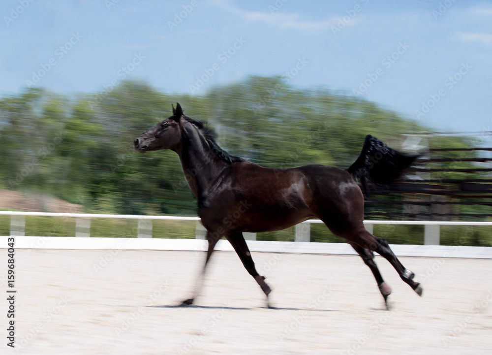 Black horse running at field in summer, motion blur background. Night-crow stallion galloping along the sand open riding arena. Beautiful black horse playing on the field. Black horse running at field in summer, motion blur background. Night-crow stallion galloping along the sand open riding arena. Beautiful black horse playing on the field.