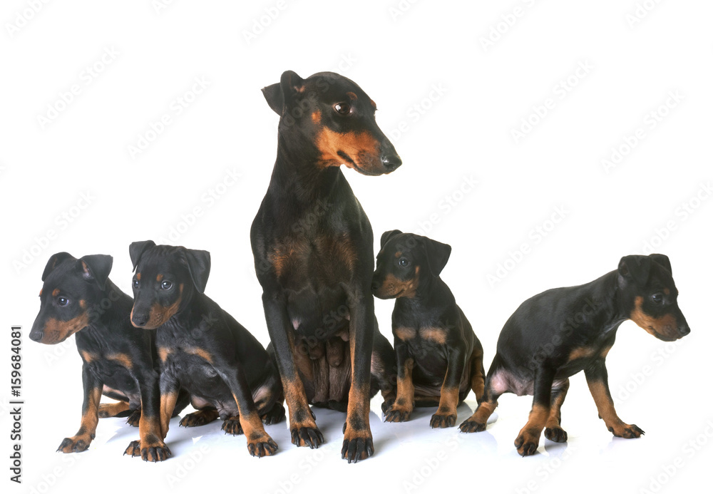 puppy manchester terrier and adult