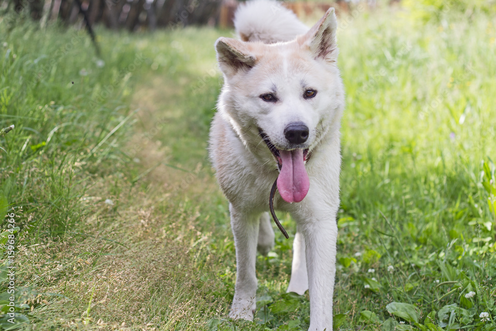 Funny cute dog Japanese akita inu with her tongue out on the nature in summer on a fence rustic background.
