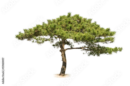 Tela pine tree isolated