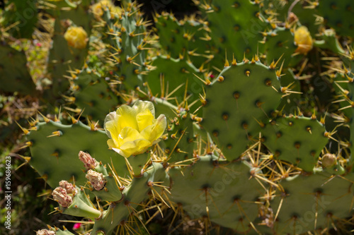 cactus © ALF photo