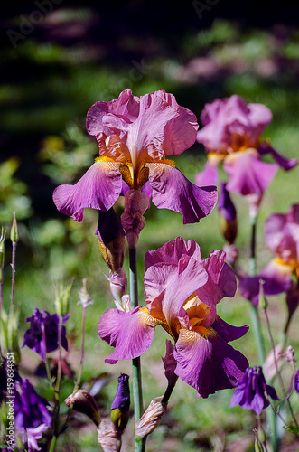 Fototapeta Naklejka Na Ścianę i Meble -  Tall and big flowers irises outdoors