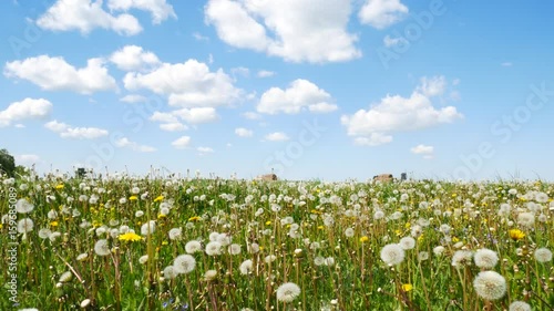 Dandelions In The Field Swing In The Wind. Field Of Dandelions, Summer Day.