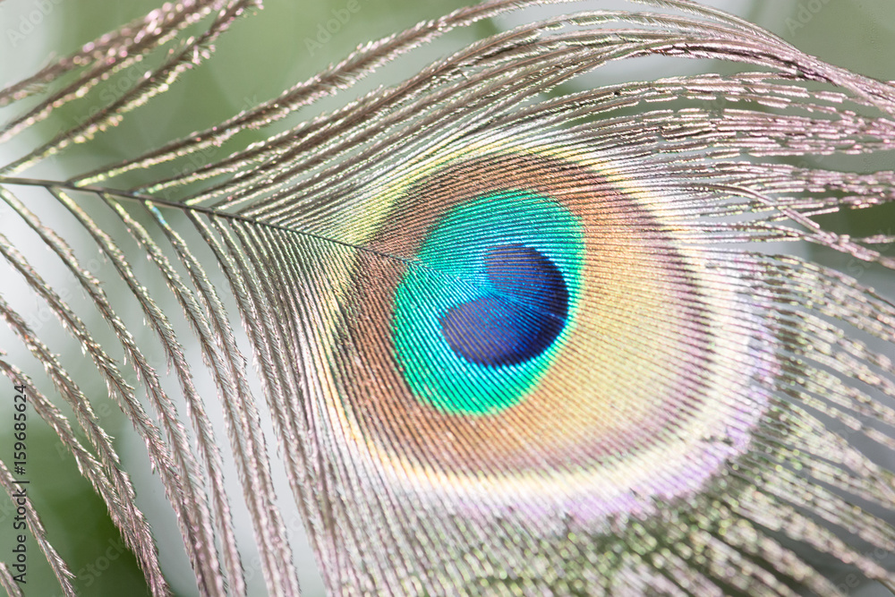 Obraz premium .Beautiful peacock feathers