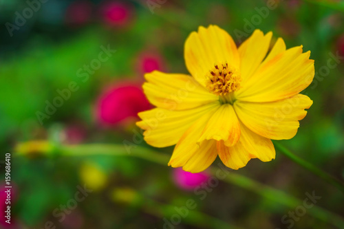 Yellow Cosmos flower