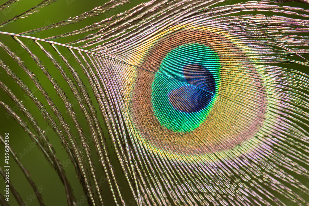 Obraz premium .Beautiful peacock feathers