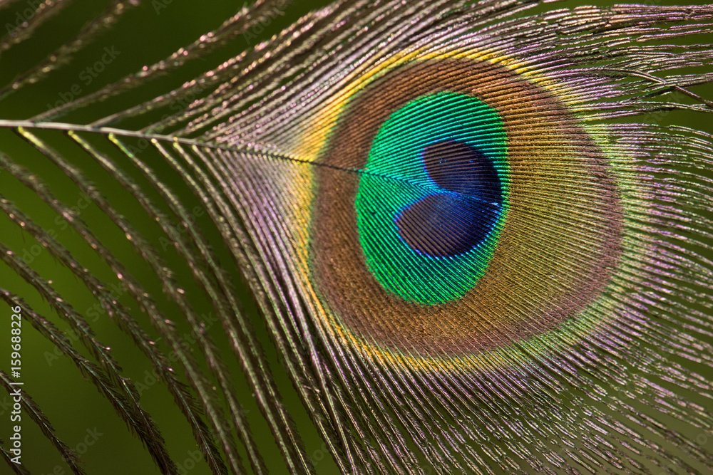 Obraz premium .Beautiful peacock feathers