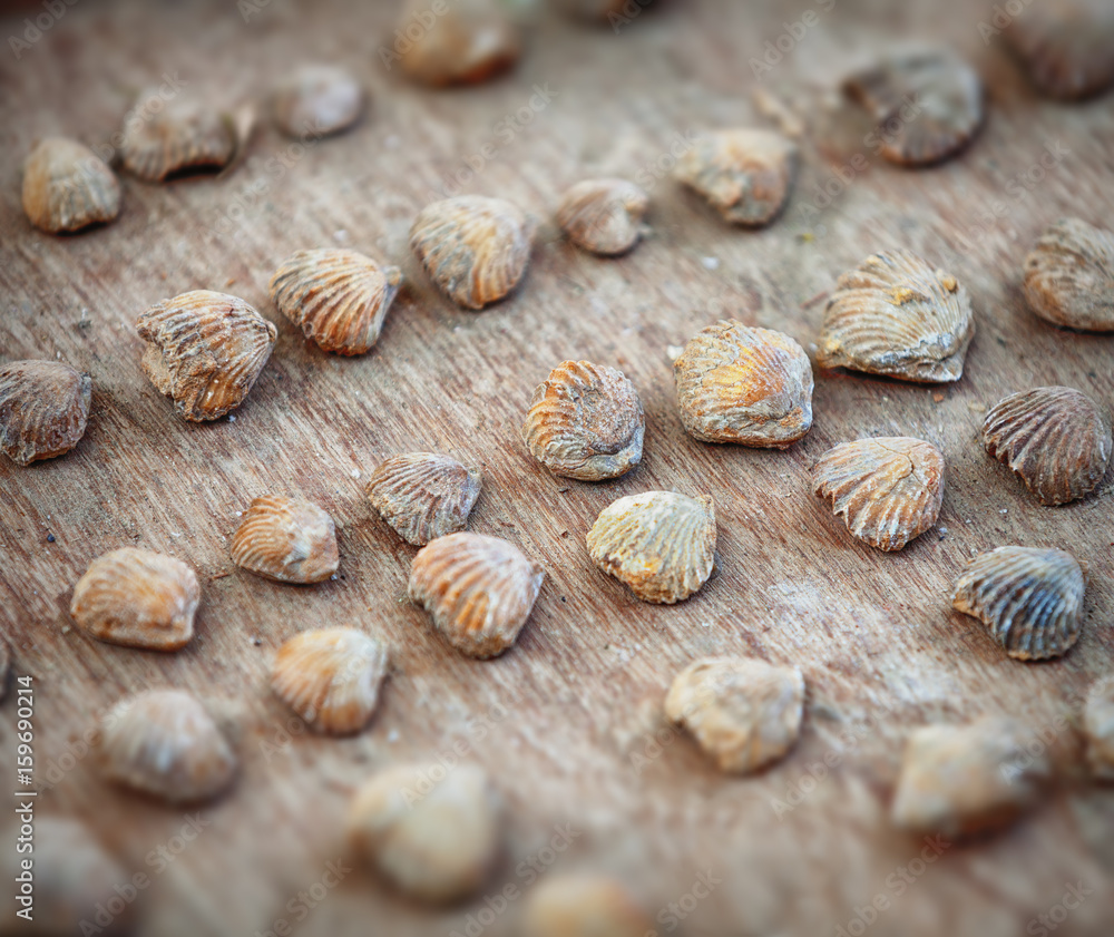 Strange stone shells on the counter of Indian market Strange stone shells on the counter of Indian market