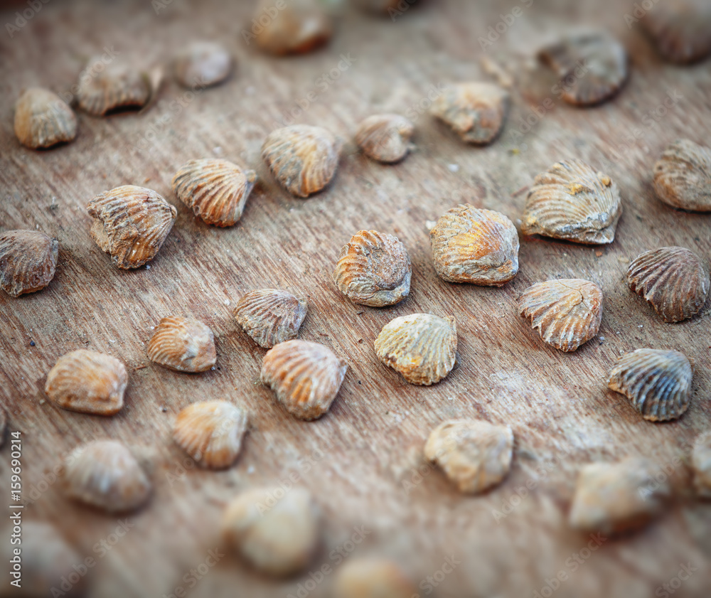 Strange stone shells on the counter of Indian market