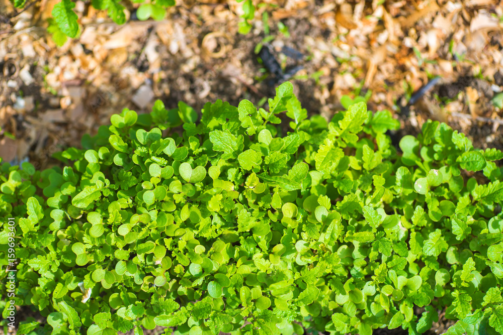 Garden Bed Closeup Garden Bed Closeup