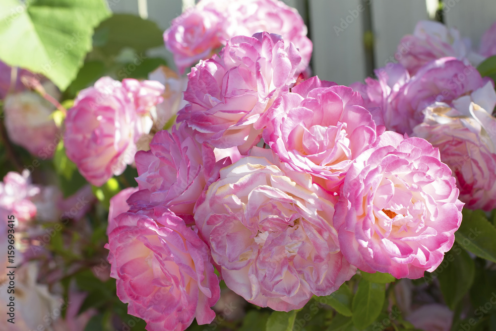 cultivated pink roses