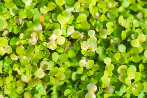 Garden Bed Closeup