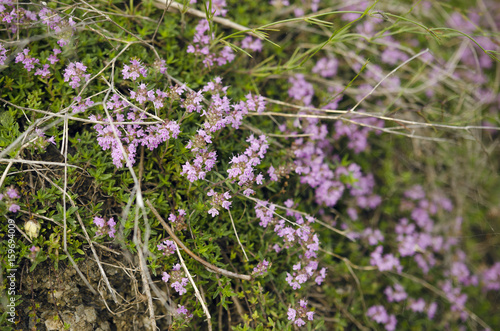 Purple Wild Herb Closeup Shot