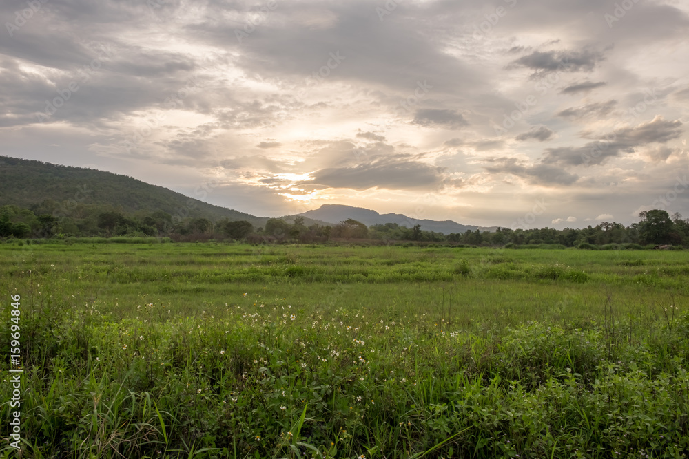 Fototapeta premium Meadow and mountain view in the evening
