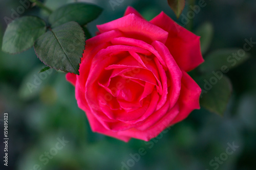 A beautiful rose blossomed in the garden. Gentle pale red color on green shrub. Shallow depth of focus. Concept vintage  garden.
