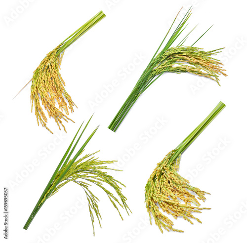 set of green paddy rice isolated on white background Fototapet
