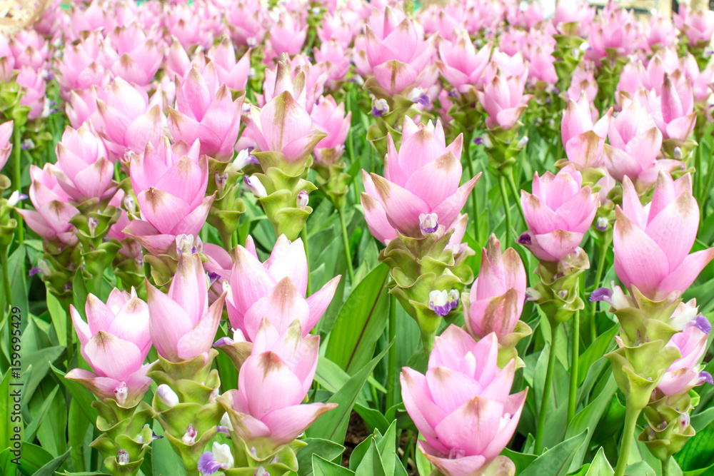 Obraz premium Siam Tulip 