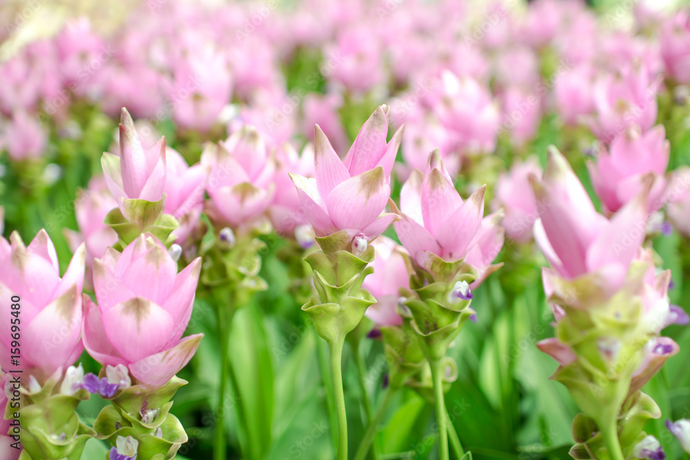 Obraz premium siam tulip flowers