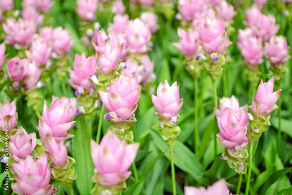 Obraz premium siam tulip flowers
