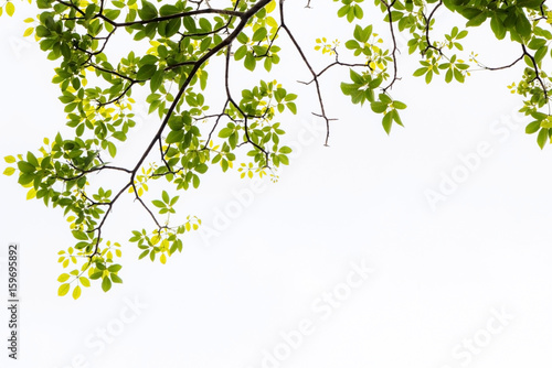 Green leaf and branches on white background