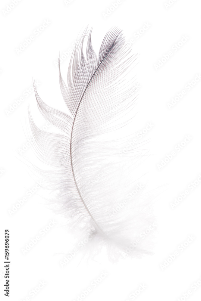 fluffy light grey isolated feather