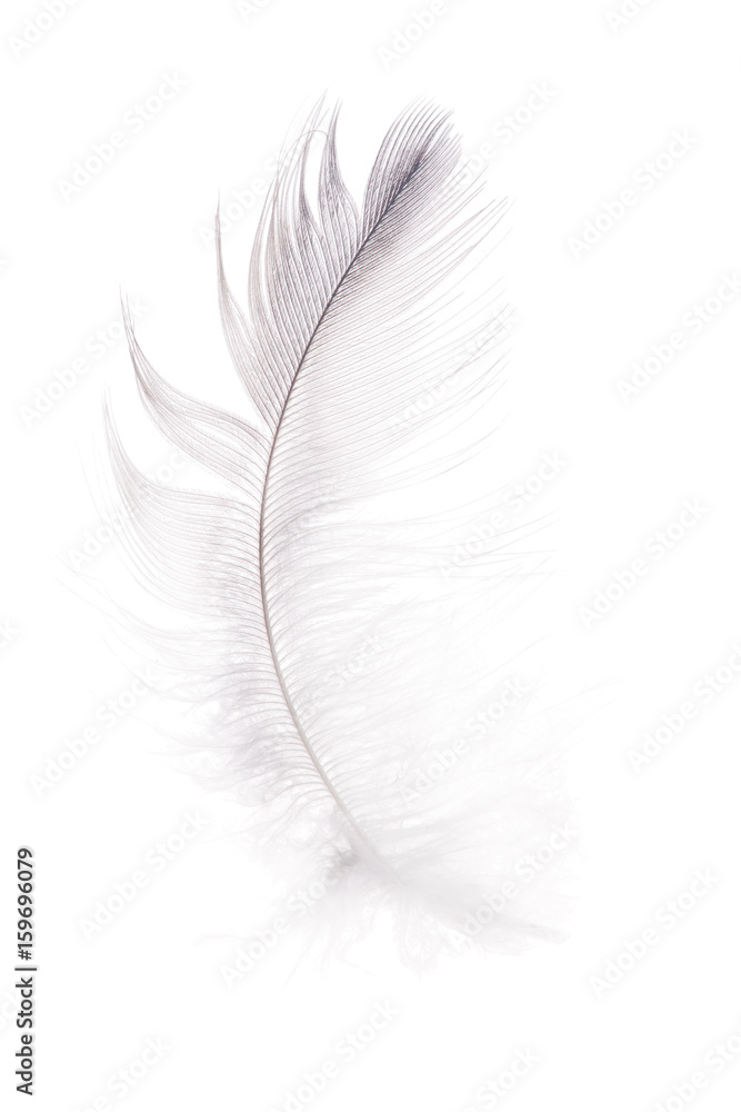 fluffy light grey isolated feather fluffy light grey isolated feather