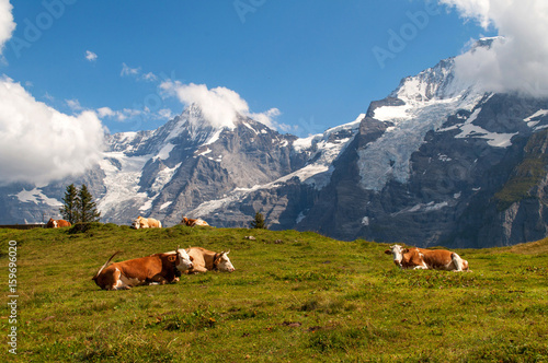 Cows lie in a meadow under snow-covered mountains and rocks - Mürren, Swiss