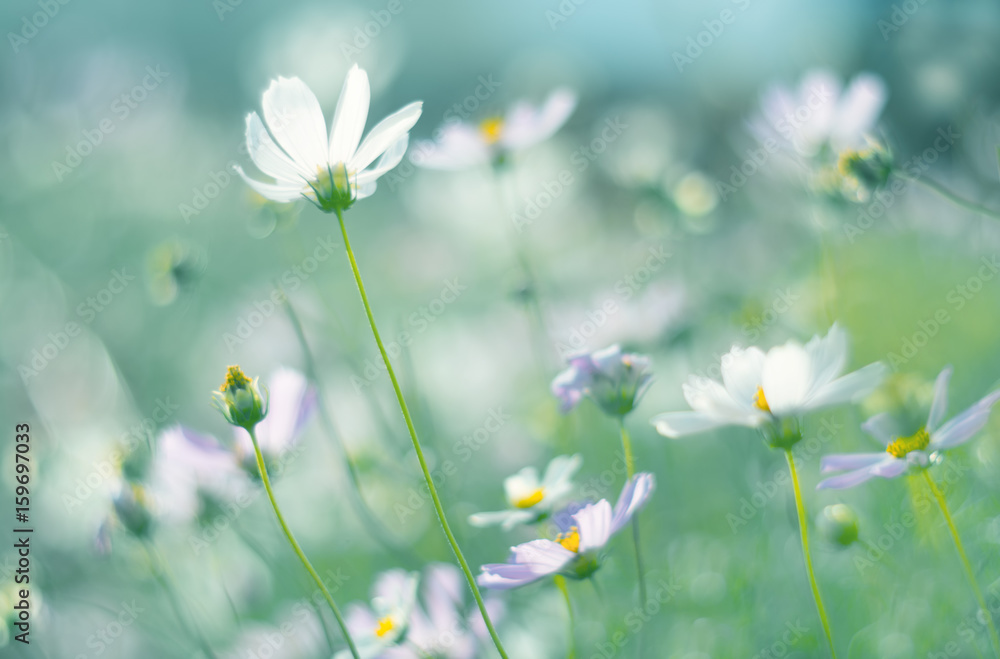 White flowers cosmos on a gentle green background.Colors in the field outdoors. Soft focus. White flowers cosmos on a gentle green background.Colors in the field outdoors. Soft focus.