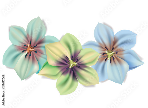 Beautiful bouquet of flowers. Vector summer flowers isolated on white background. Blossom for flower design. Lilies in different colour.