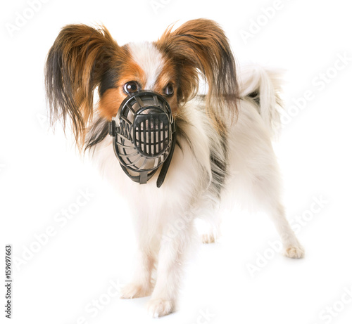 Fototapeta Naklejka Na Ścianę i Meble -  papillon dog and muzzle