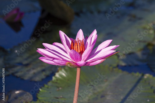 Pink water lily flower. Lotus flower in island Bali, Indonesia
