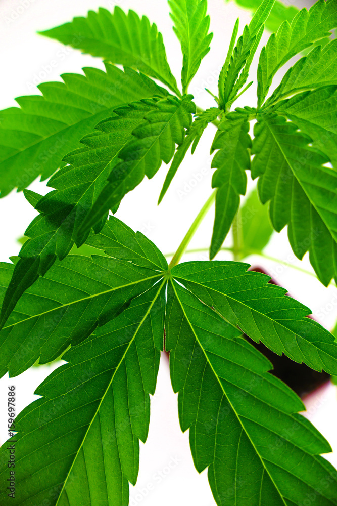 Hemp isolated Hemp isolated