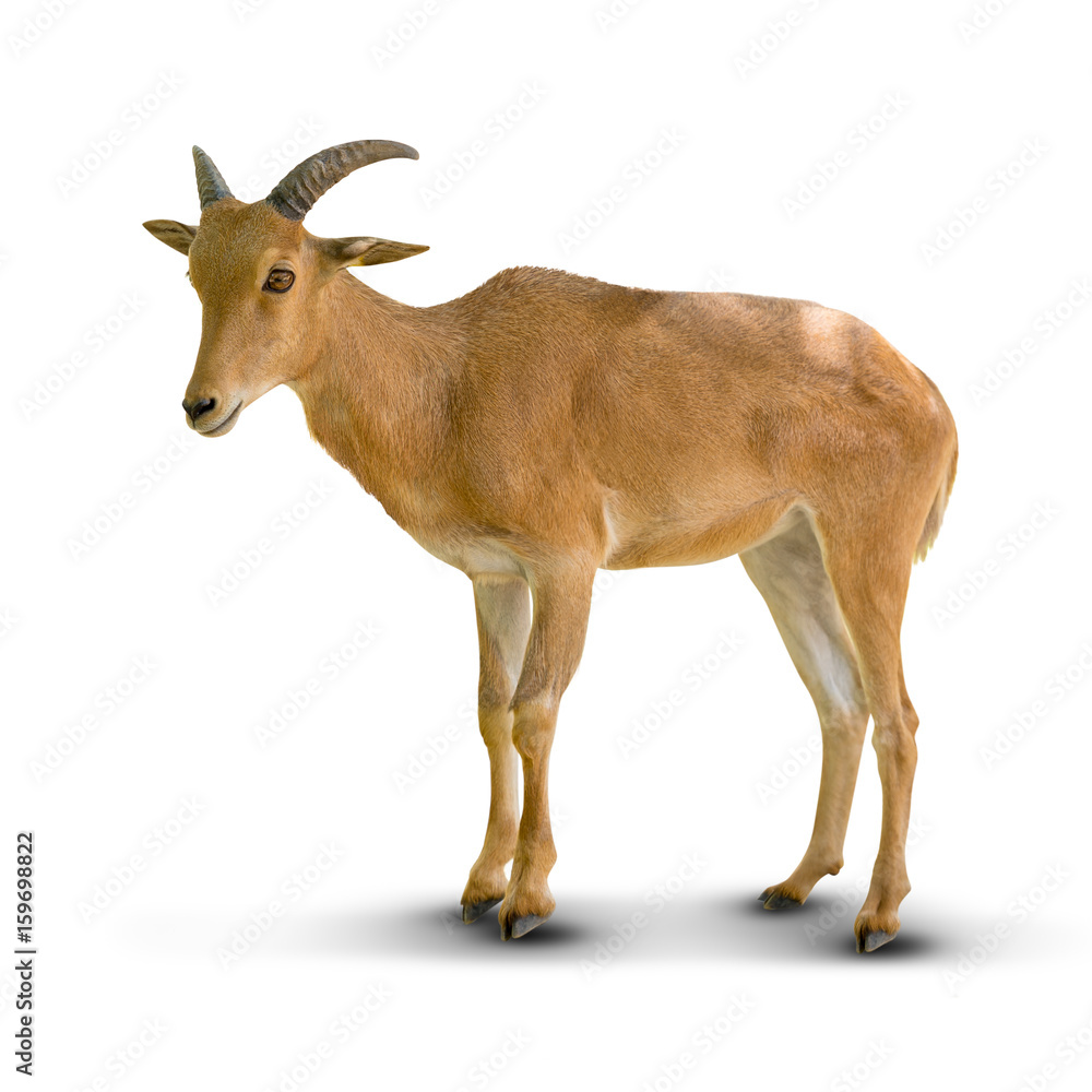 Obraz premium Barbary sheep isolated